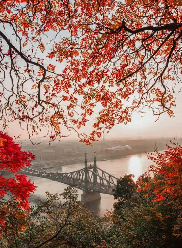 View of the Liberty Bridge through red leaves in Budapest