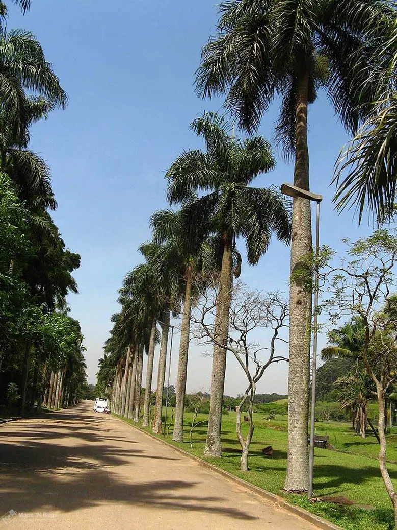 Botanical-Garden-palm-trees-sao-paulo-things-to-do-Brazil