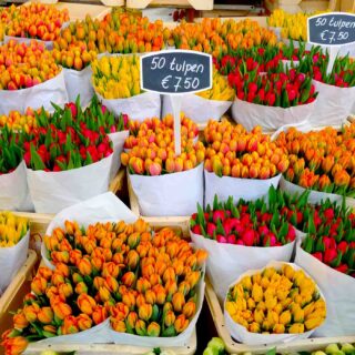 Colorful tulips on sale in Amsterdam flower market