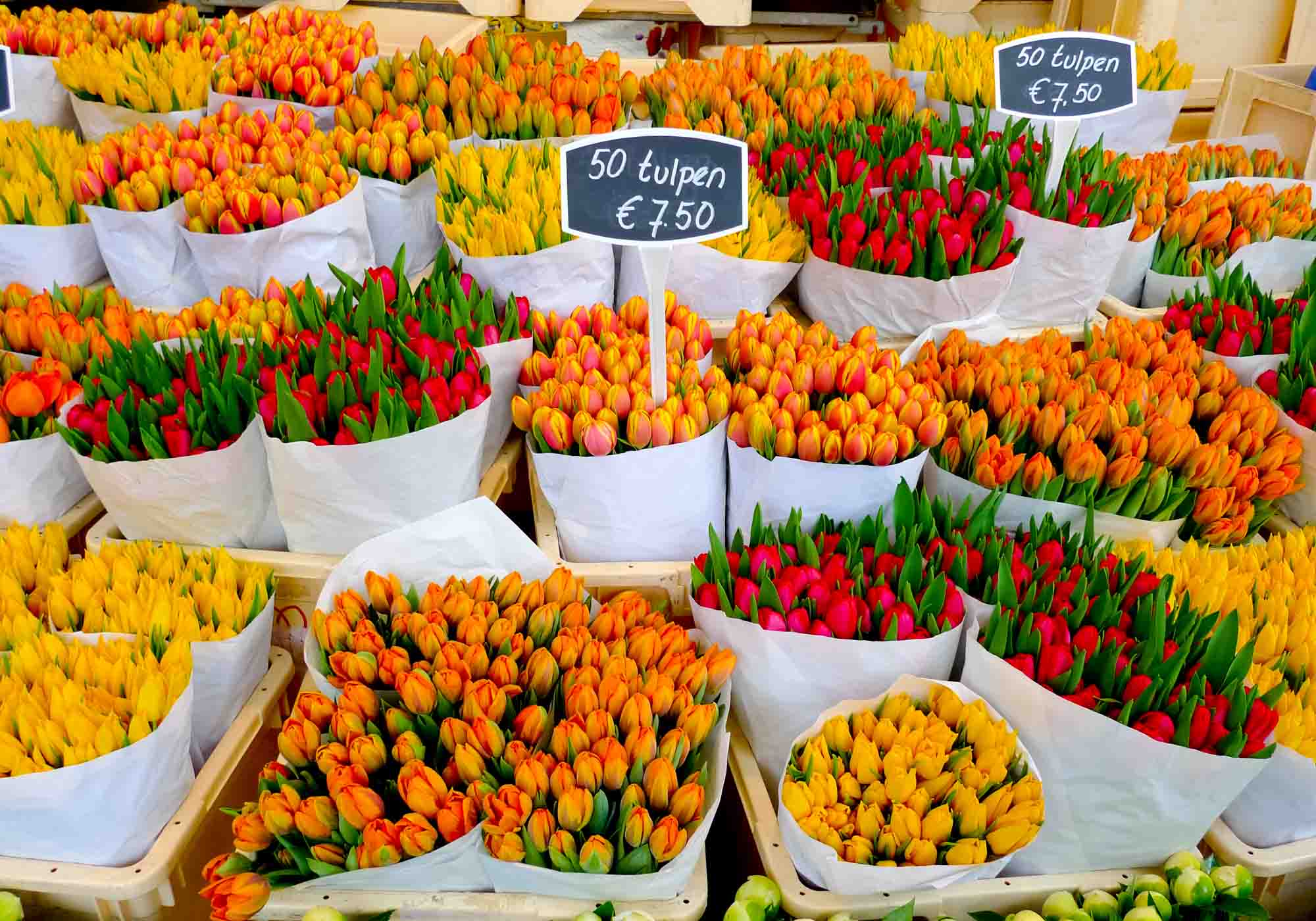 Colorful tulips on sale in Amsterdam flower market