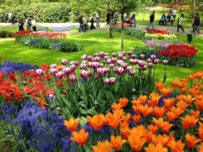 Colorful flowers and green grass in the Keukenhof Gardens while tourists walk around.