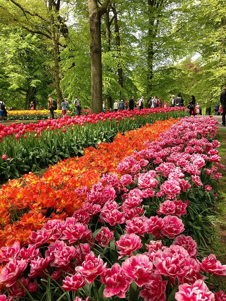 Orange and pink flowers in the Keukenhof Gardens in the Netherlands.