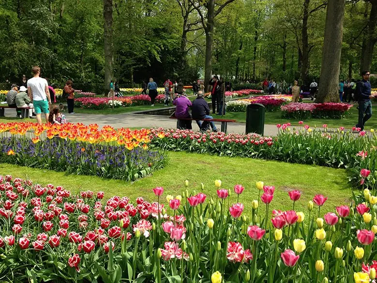 Tulips are a Dutch symbol