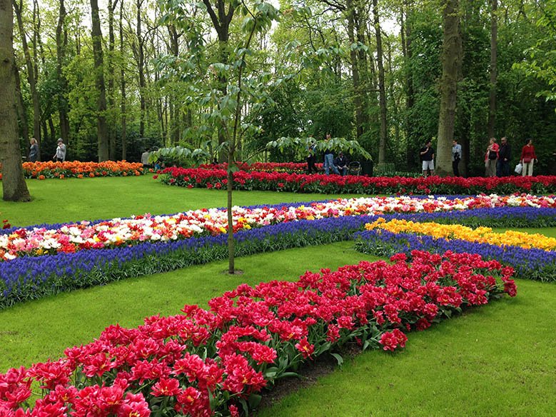 Keukenhof attracts many tourists every year, but since the park is only open for 8 weeks a year, you need to be there when the flowers are at their best. Here I provide you with helpful information, so you can get the most out of your visit to this stunning park. #keukenhof #flowers #keukenhofgardens #travel #netherlands #tulip