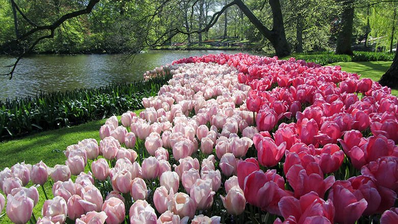 Pink tulips in the Keukenhof Gardens in the Netherlands.