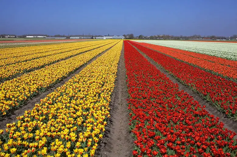 Red and yellow tulips in a field in Lisse, the Netherlands.