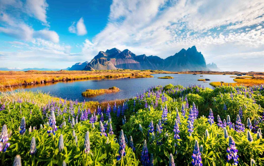 Stokksnes cape with Vestrahorn (Batman Mountain) on background in Iceland