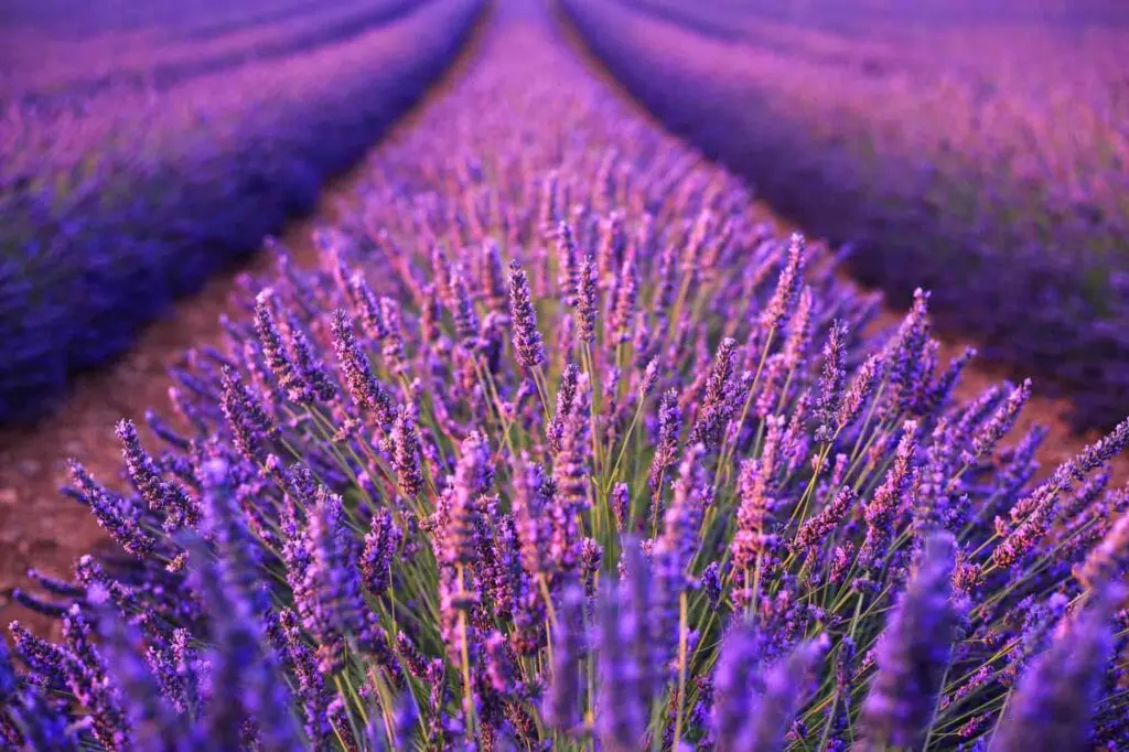 Lavender field in Provence, France