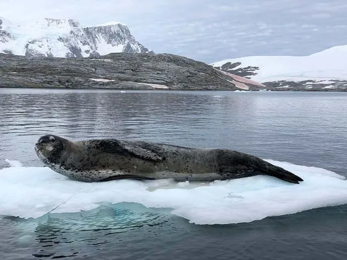 Leopard seal in Antarctica