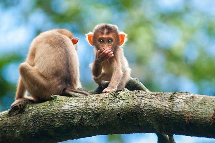 Monkeys in Borneo