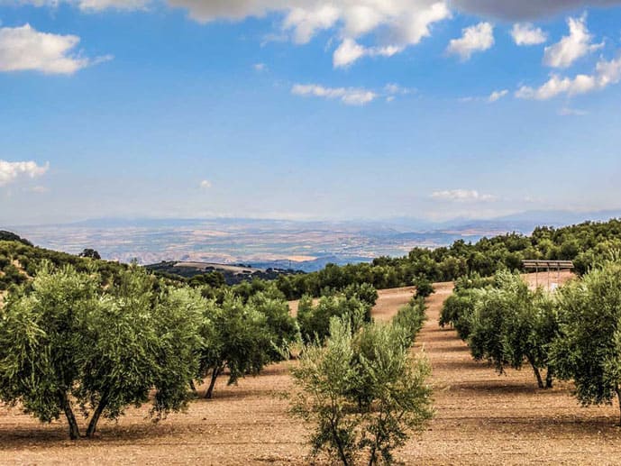 View over the trees in the Camino del Santiago