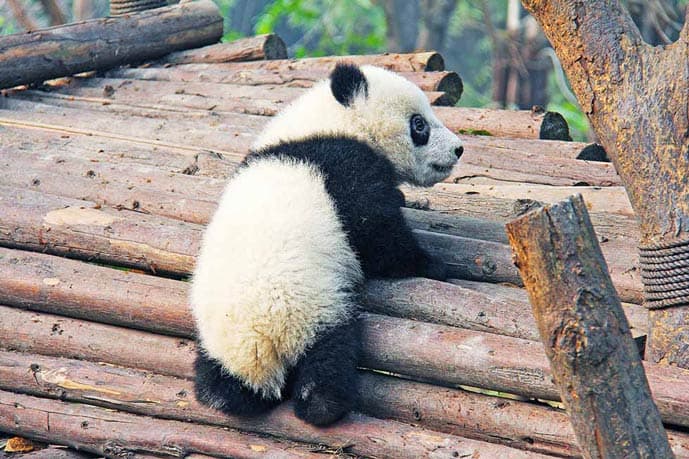 Little panda in Chengdu, China