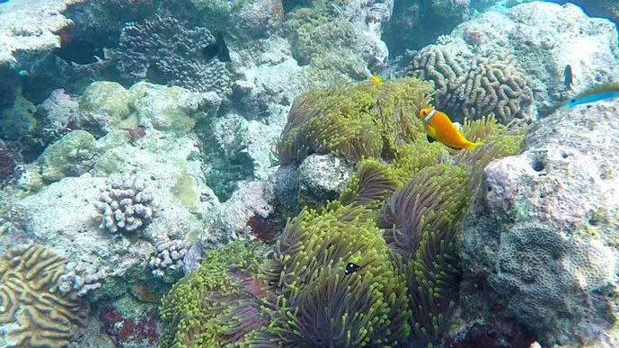 Fish swimming in Maldives