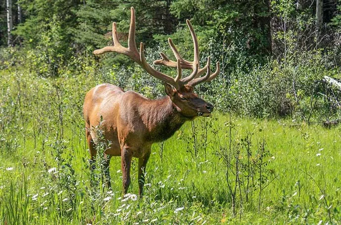 Best hikes in Banff, you see so many animals and pretty wildlife