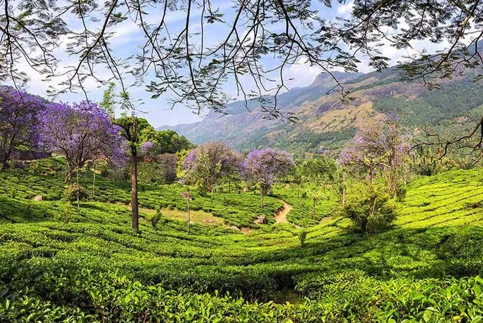 Green valley in Munnar, India