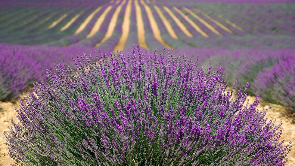 Provence Lavender Fields is one of the famous French landmarks you should definitely see