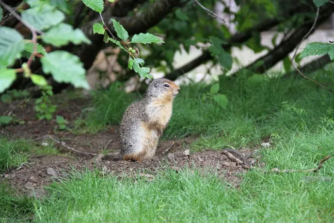 Best hikes in Banff, wildlife everywhere