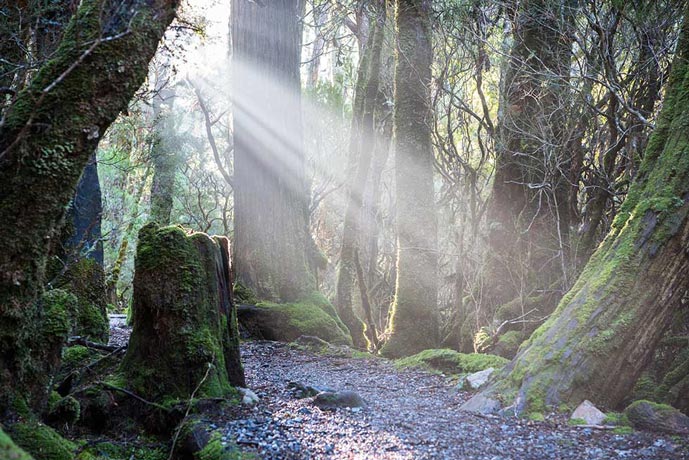 Weindorfers Forest in Tasmania