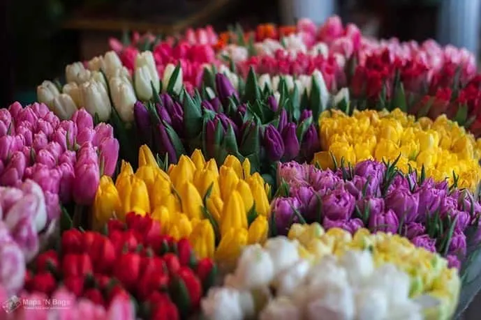 Flower market Amsterdam pictures