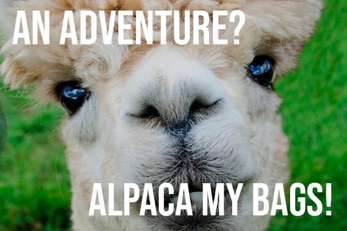 alpaca meme