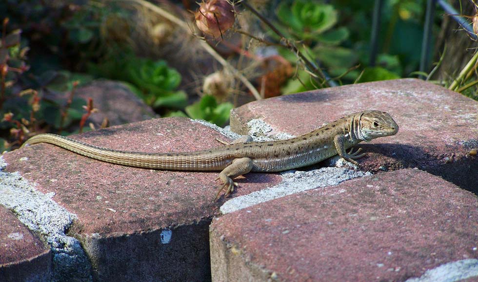Brownish-gray lizard on a brick