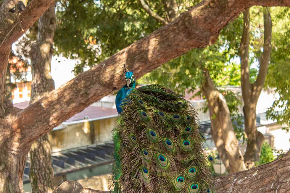 Peacock on a tree at the Sao Jorge Castle in Lisbon #Portugal #travel #Europe