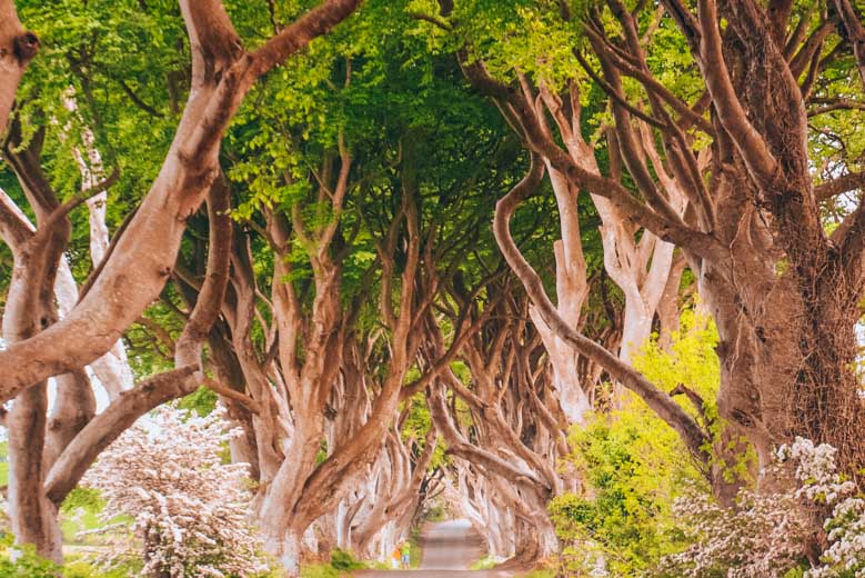 Dark Hedges in Northern Ireland is a Game of Thrones set and an excellent day tour from Dublin!