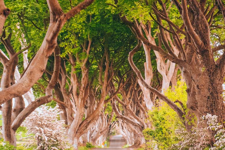 Dark Hedges in Northern Ireland is a Game of Thrones set and an excellent day tour from Dublin!