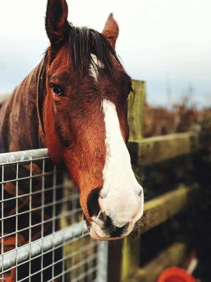 Horse in the countryside of Ireland