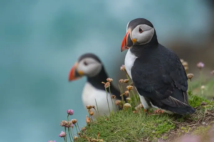 Puffins at the Cliffs of Moher in Ireland