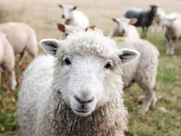 Sheep in Ireland