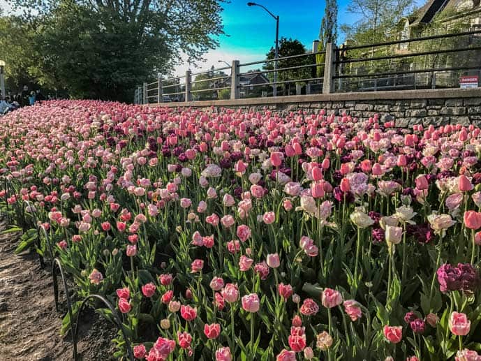 Pink tulips in Ottawa
