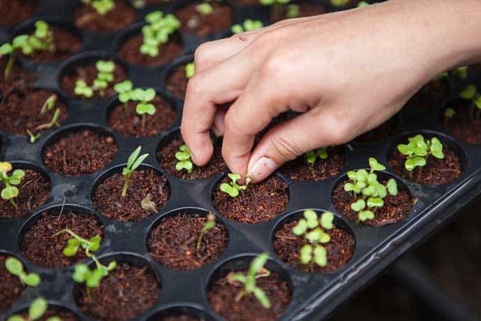 Eco-friendly things to do in New York, visit a rooftop farm