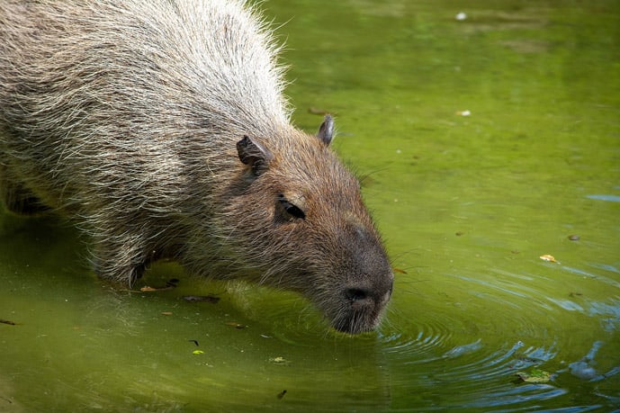 Capybara in the Pampas, Bolivia