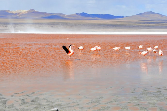 Flamingos in Laguna Colorada in Salar de Uyuni