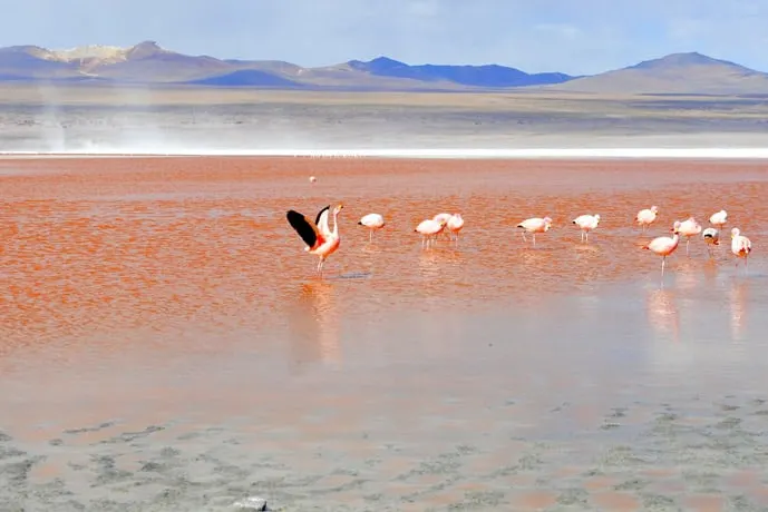 Flamingos in Laguna Colorada in Salar de Uyuni