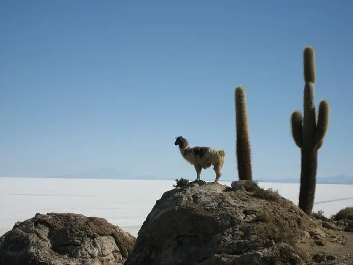 Llama standing on a rock at the Bolivian salt flats