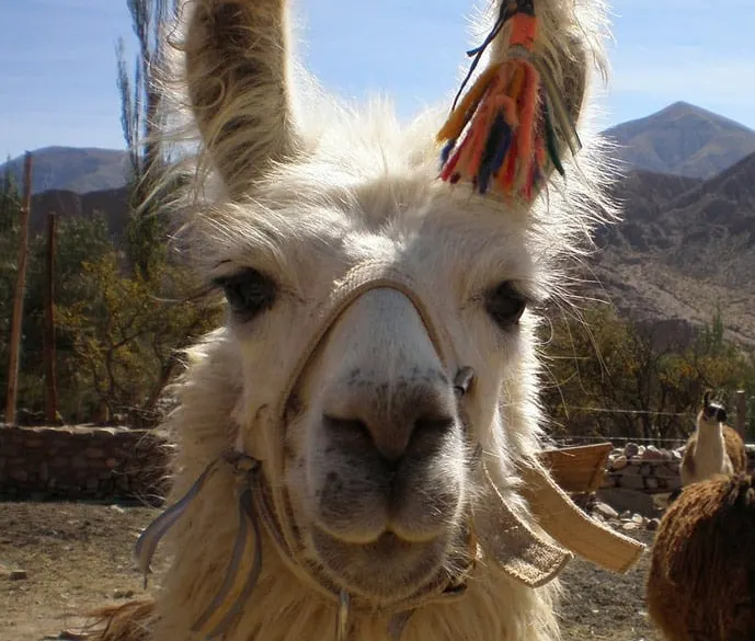 Reasons to travel to Bolivia, llamas
