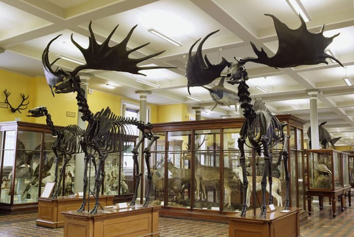 Natural History Museum in Dublin in a day
