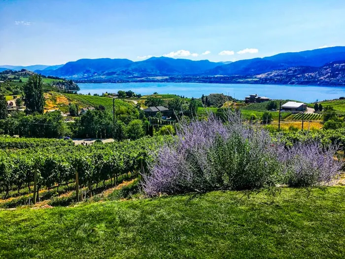 Kelowna winery and lavender field in Canada