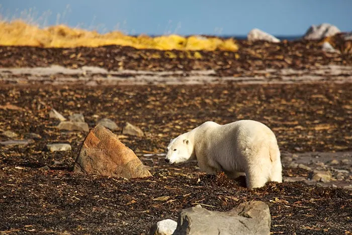 Polar bear on the Hudson Bay shoreline in southern Nunavut, Canada