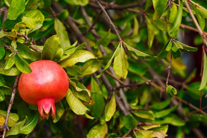 Pomegranate tree in London