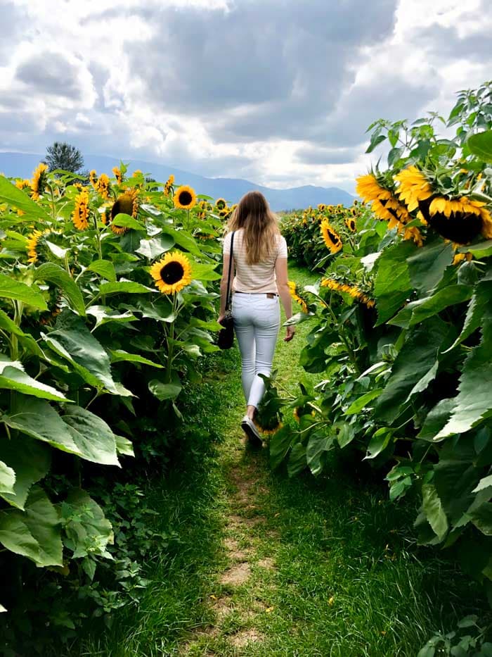 Romantic sunflower path in Vancouver Canada