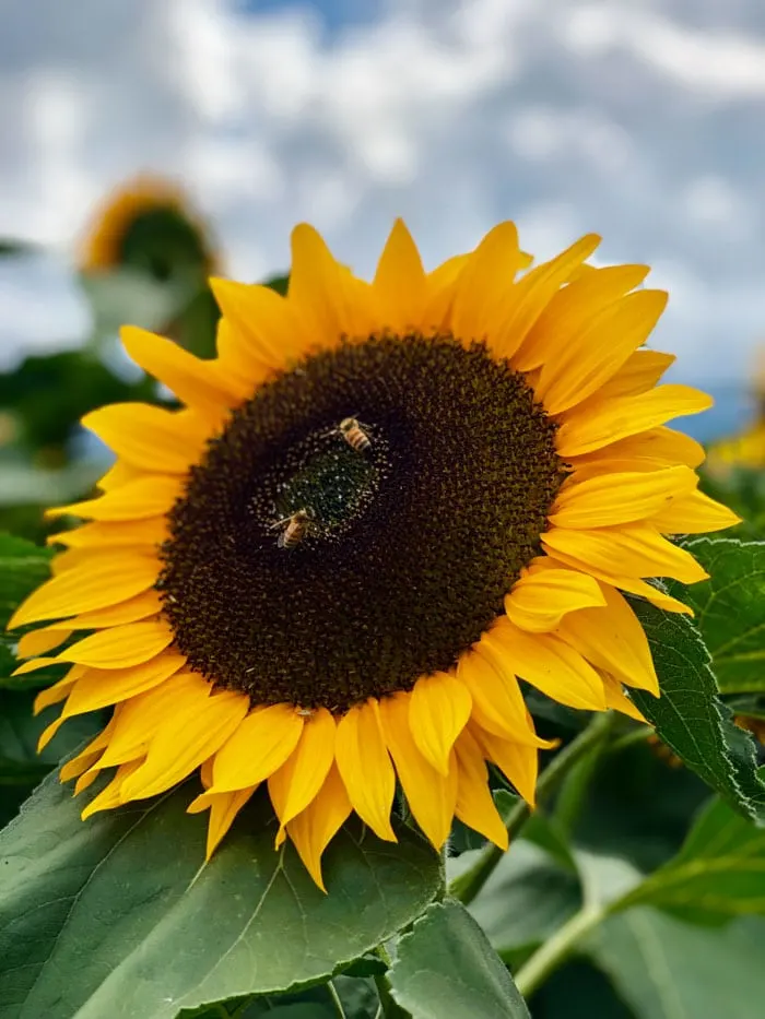 Romantic sunflower in Vancouver Canada