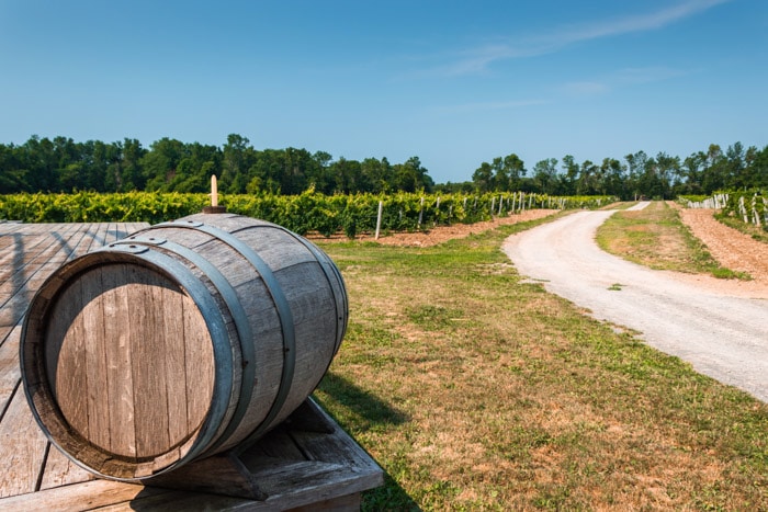 Vineyard in Prince Edward County, Ontario