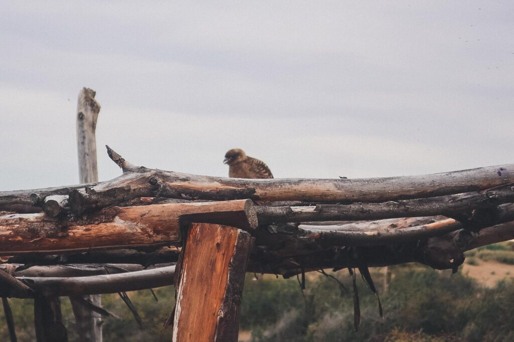 Bird sanctuary in El Calafate, Argentina