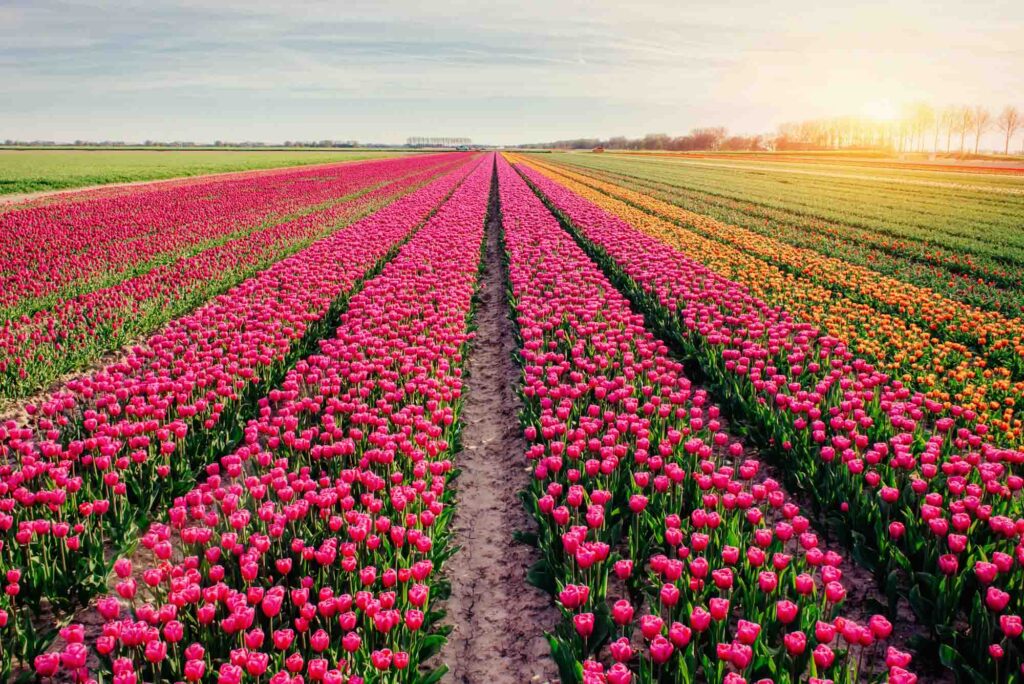 Tulips are some of the things things the Netherlands is known for