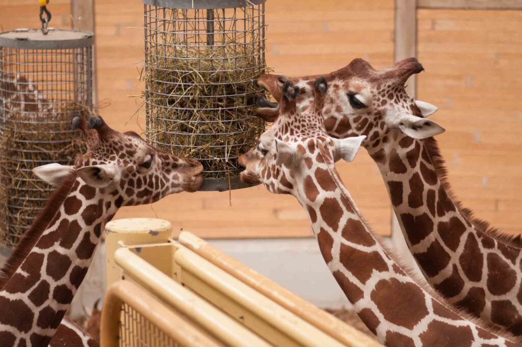 Getting wild at the Rotterdam Zoo is one of the fun things to do in Rotterdam