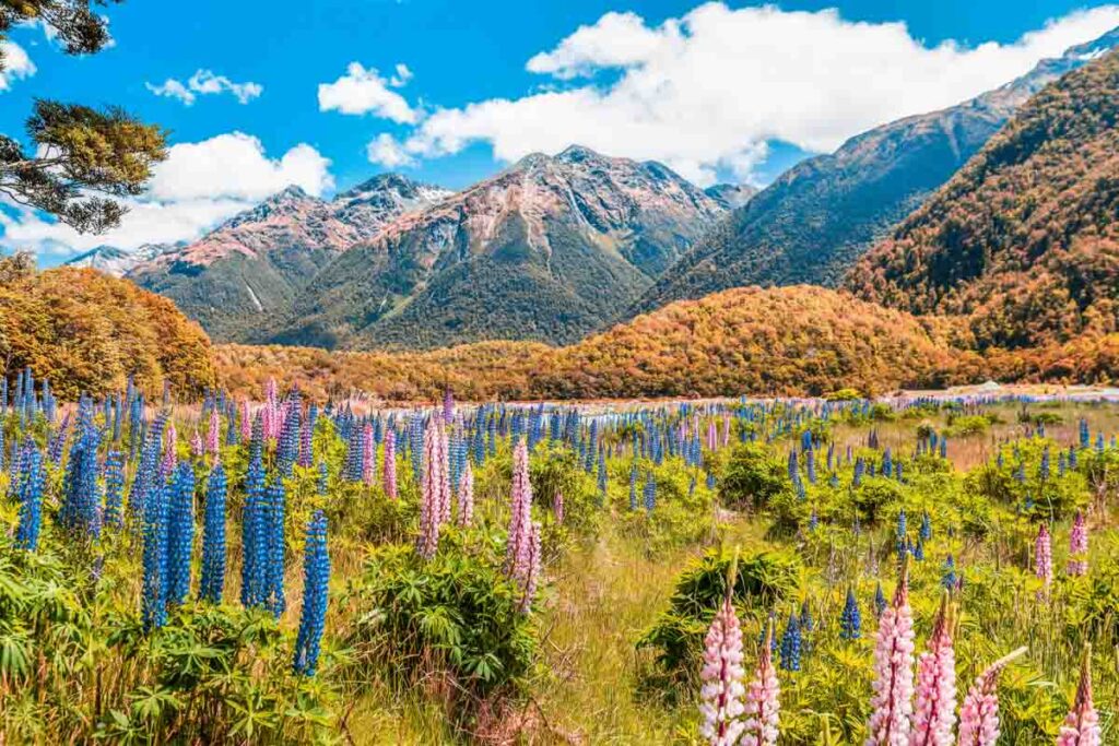 Beautiful wild flowers in Fiordland National Park, New Zealand