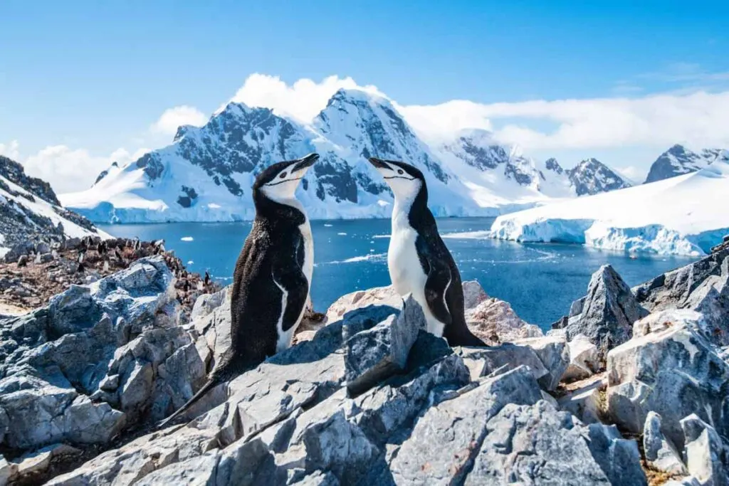 2 penguins with the icy landscape of Antarctica in the background